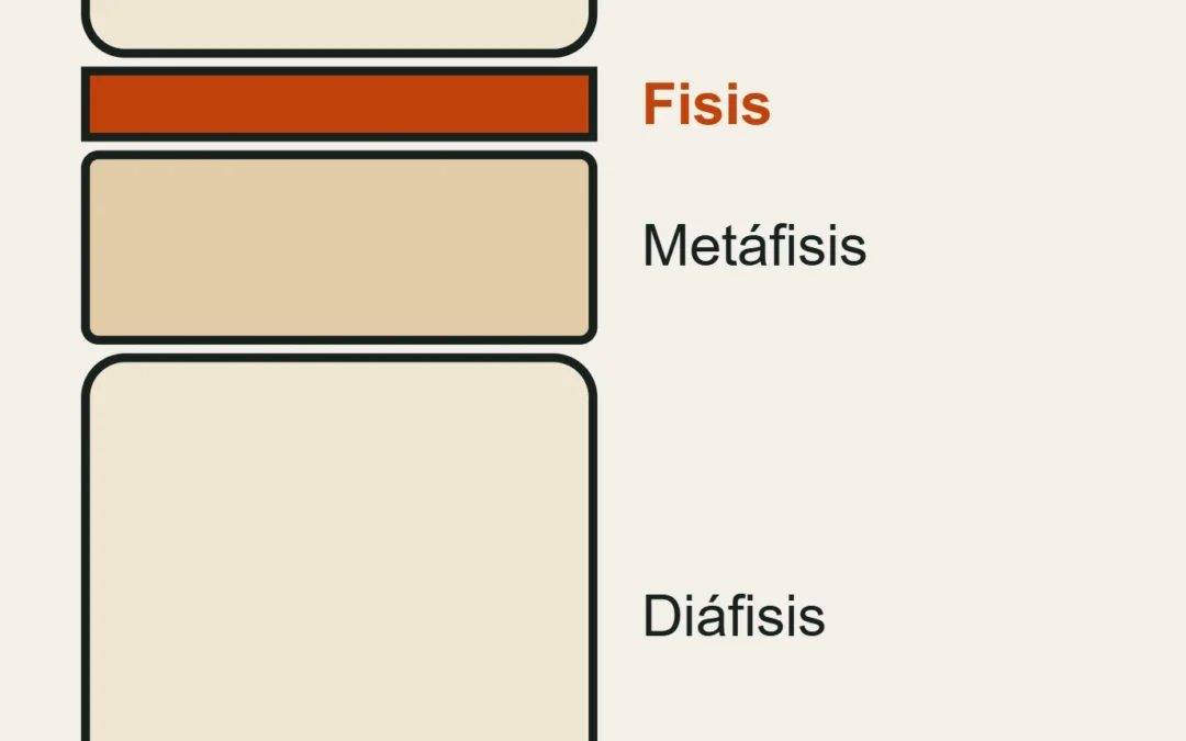 La base de la falange media en crecimiento: epífisis, fisis (cartílago de crecimiento), metáfisis y diáfisis.
