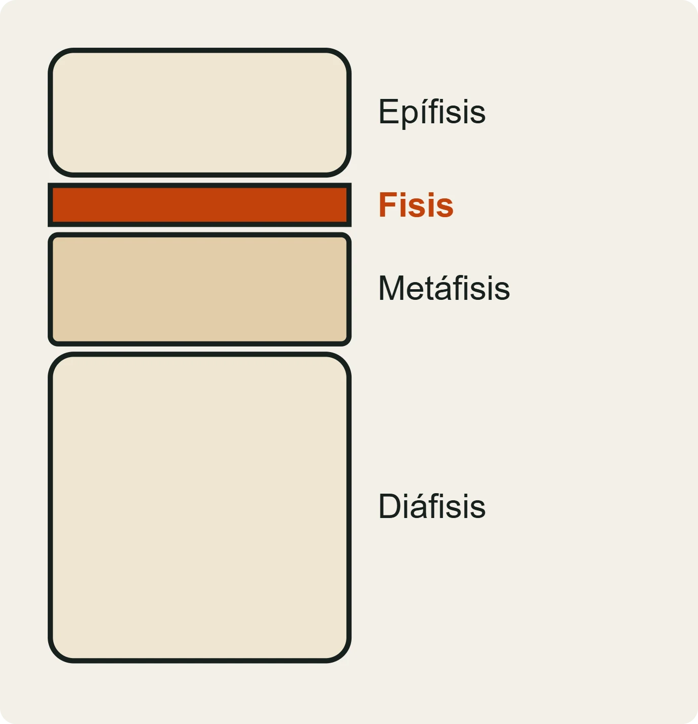 La base de la falange media en crecimiento: epífisis, fisis (cartílago de crecimiento), metáfisis y diáfisis.
