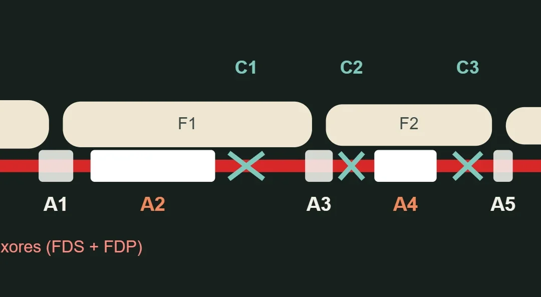 Sistema de poleas de un dedo: anulares A1–A5 y cruciformes C1–C3 sobre los tendones flexores. A2 y A4 son las más importantes.
