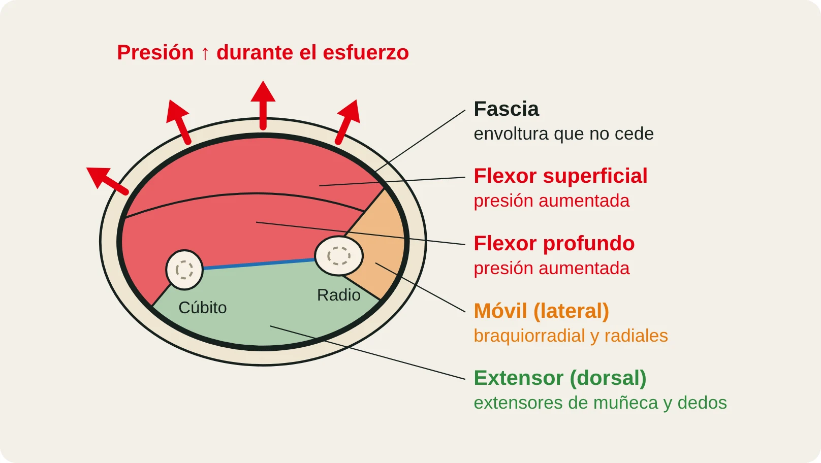 Esquema en corte transversal del antebrazo: la presión de los compartimentos flexores sube durante el esfuerzo dentro de una fascia que no cede.